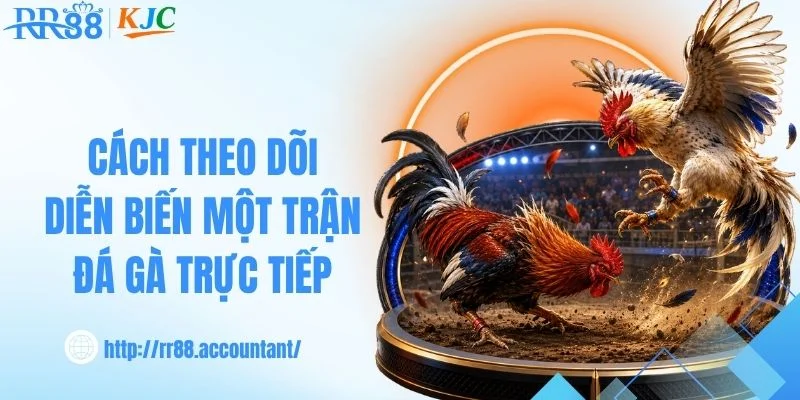 Cách theo dõi diễn biến một trận đá gà trực tiếp