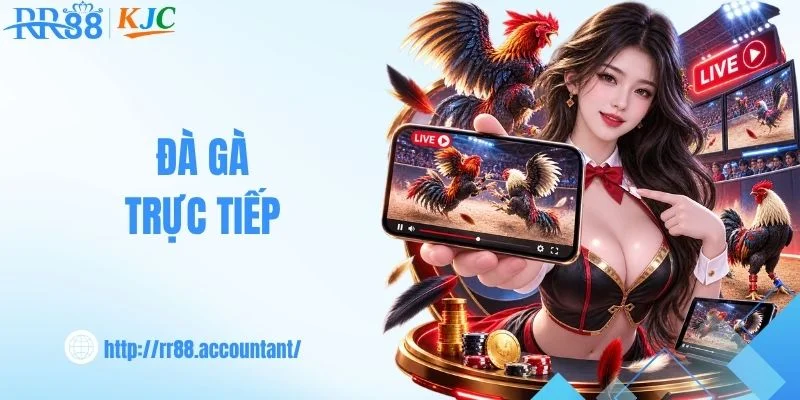 Đá Gà Trực Tiếp - Theo Dõi Chiến Kê Tranh Tài Cùng RR88