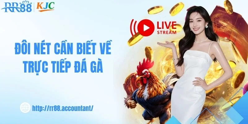 Đôi nét cần biết về trực tiếp đá gà