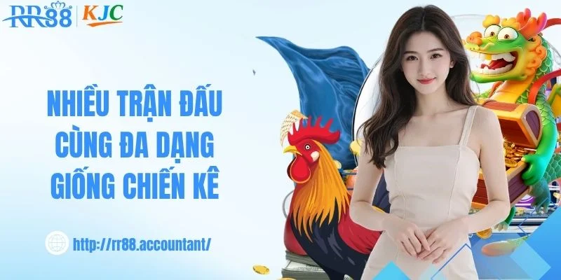 Nhiều trận đấu cùng đa dạng giống chiến kê