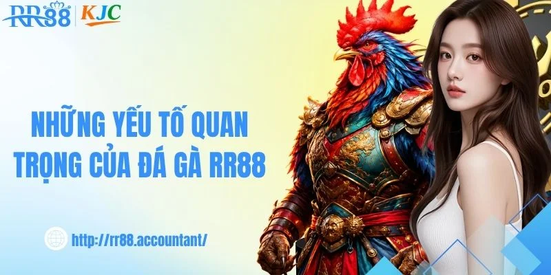 Tìm hiểu thế giới đá gà trực tuyến tại RR88