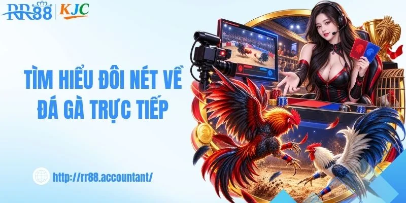 Tìm hiểu đôi nét về đá gà trực tiếp