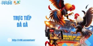 Trực Tiếp Đá Gà - Theo Dõi Trận Đấu Hấp Dẫn Cùng RR88
