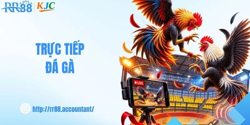 Trực Tiếp Đá Gà - Theo Dõi Trận Đấu Hấp Dẫn Cùng RR88
